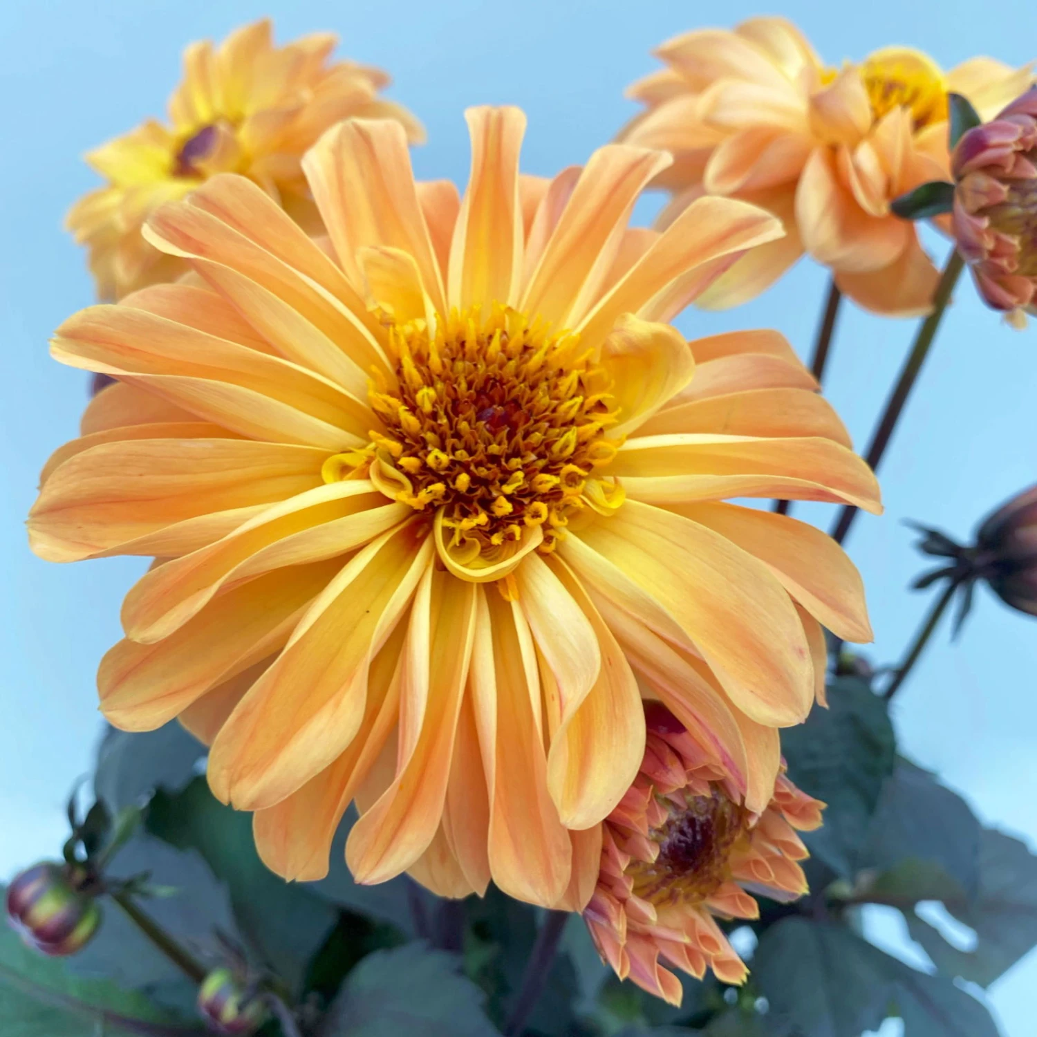 Dahlie 'Hypnotica' Farben Zufällig, Dunkellaubig, Topf-Ø 19 Cm, 2er-Set 5 Dahlie 'Hypnotica' Farben Zufällig, Dunkellaubig, Topf-Ø 19 Cm, 2er-Set - Image 5