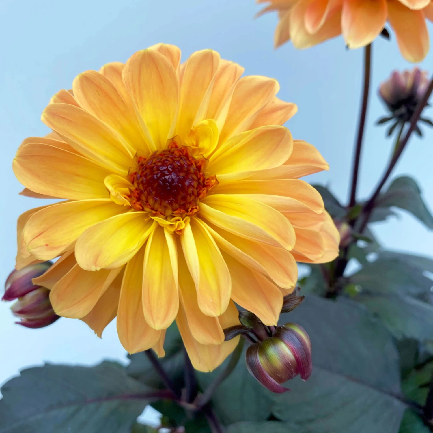 Dahlie 'Hypnotica' Farben Zufällig, Dunkellaubig, Topf-Ø 19 Cm, 2er-Set 6 Dahlie 'Hypnotica' Farben Zufällig, Dunkellaubig, Topf-Ø 19 Cm, 2er-Set - Image 6