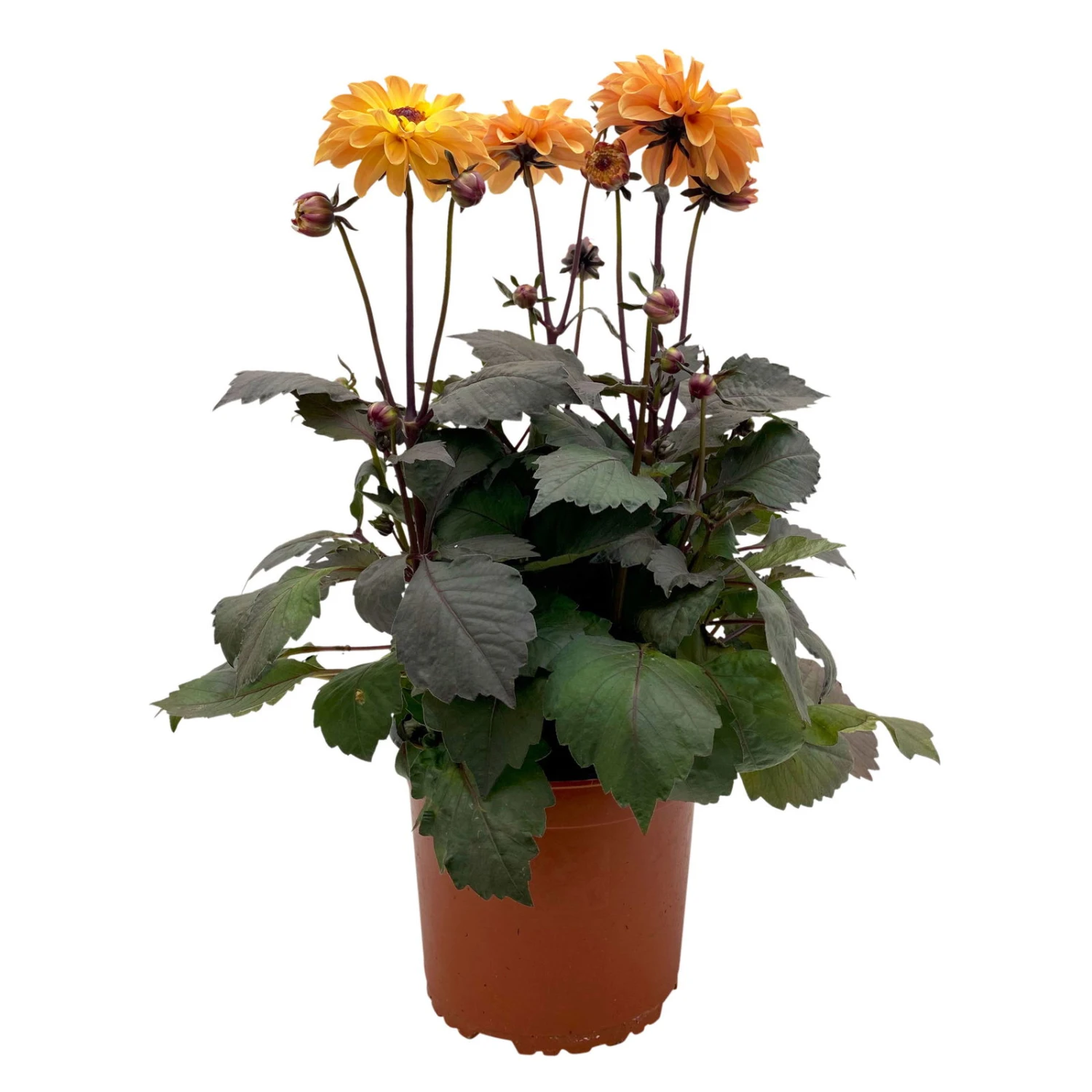 Dahlie 'Hypnotica' Farben Zufällig, Dunkellaubig, Topf-Ø 19 Cm, 2er-Set 2 Dahlie 'Hypnotica' Farben Zufällig, Dunkellaubig, Topf-Ø 19 Cm, 2er-Set - Image 2