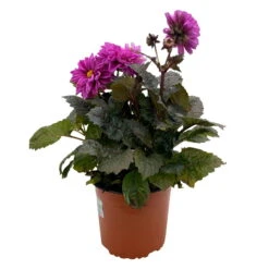 Dahlie 'Hypnotica' Farben Zufällig, Dunkellaubig, Topf-Ø 19 Cm, 2er-Set 20 Dahlie 'Hypnotica' Farben Zufällig, Dunkellaubig, Topf-Ø 19 Cm, 2er-Set -Compo Verkaufsgeschäft 0610140125 Dahlia Hybriden Hypnotica in Farben dunkellaubig 2er Set 9 110331