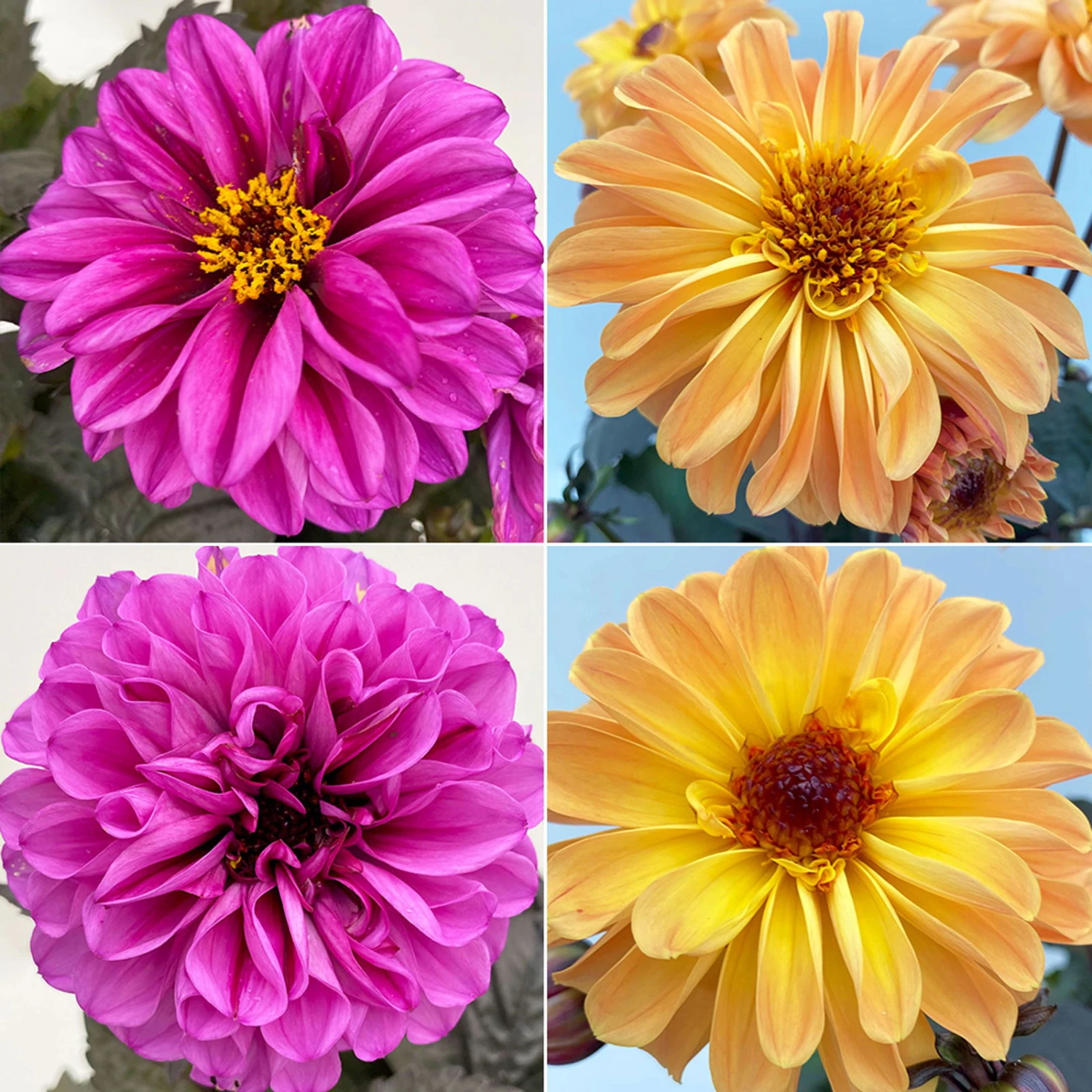 Dahlie 'Hypnotica' Farben Zufällig, Dunkellaubig, Topf-Ø 19 Cm, 2er-Set 1 Dahlie 'Hypnotica' Farben Zufällig, Dunkellaubig, Topf-Ø 19 Cm, 2er-Set