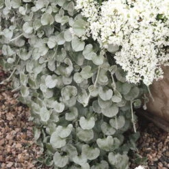 Mixtopf 'Silberstruktur', 3er-Set, Grau-silber, Topf 13 Cm Ø -Compo Verkaufsgeschäft 0610180163 Dichondra argentea T12 rankendhaengend Set 3Stueck1 74376