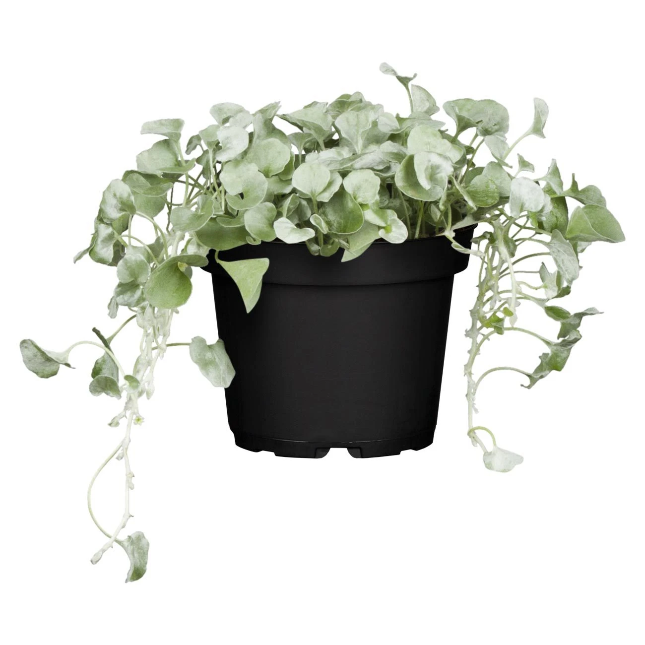 Silberregen Und Zauberschnee™ Silbrig& Weiß, Topf-Ø 12 Cm, 6er-Set 2 Silberregen Und Zauberschnee™ Silbrig& Weiß, Topf-Ø 12 Cm, 6er-Set - Image 2