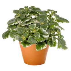 Plectranthus 'Variegata' Grün-weiß, Topf -Ø 12 Cm, 6er-Set -Compo Verkaufsgeschäft 0610180182 Plectranthus T12 Set 3Stueck 74398