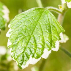Plectranthus 'Variegata' Grün-weiß, Topf -Ø 12 Cm, 6er-Set -Compo Verkaufsgeschäft 0610180182 Plectranthus1 76855