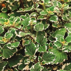 Plectranthus 'Variegata' Grün-weiß, Topf -Ø 12 Cm, 6er-Set -Compo Verkaufsgeschäft 0610180182 Plectranthus2 76854