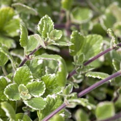 Plectranthus 'Variegata' Grün-weiß, Topf -Ø 12 Cm, 6er-Set -Compo Verkaufsgeschäft 0610180182 Plectranthus 76856