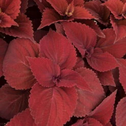 Pflanzenset 'Spätsommer-Gold' Gelb-orange, Topf-Ø 12 Cm, 4er-Set -Compo Verkaufsgeschäft 0610180185 Solenostemon scut T1213 Beale Street Set 3Stueck 74401