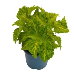 Buntnessel 'River Walk', 6er-Set, Hellgrün-dunkelgrün, Topf 12 Cm Ø -Compo Verkaufsgeschäft 0610180191 Solenostemon scut T12 River Walk 6er Set 1 93138