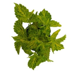 Buntnessel 'River Walk', 6er-Set, Hellgrün-dunkelgrün, Topf 12 Cm Ø -Compo Verkaufsgeschäft 0610180191 Solenostemon scut T12 River Walk 6er Set 4 93137