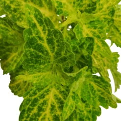 Buntnessel 'River Walk', 6er-Set, Hellgrün-dunkelgrün, Topf 12 Cm Ø -Compo Verkaufsgeschäft 0610180191 Solenostemon scut T12 River Walk 6er Set 6 93136