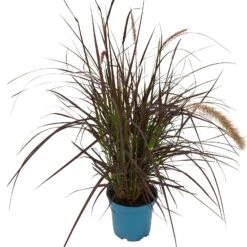 Rotes Lampenputzergras 'Rubrum' Rot, Einjährig, Topf-Ø 19 Cm, 2er-Set -Compo Verkaufsgeschäft 0610180240 Pennisetum advena Rubrum T19 2er Set WS 2 94966