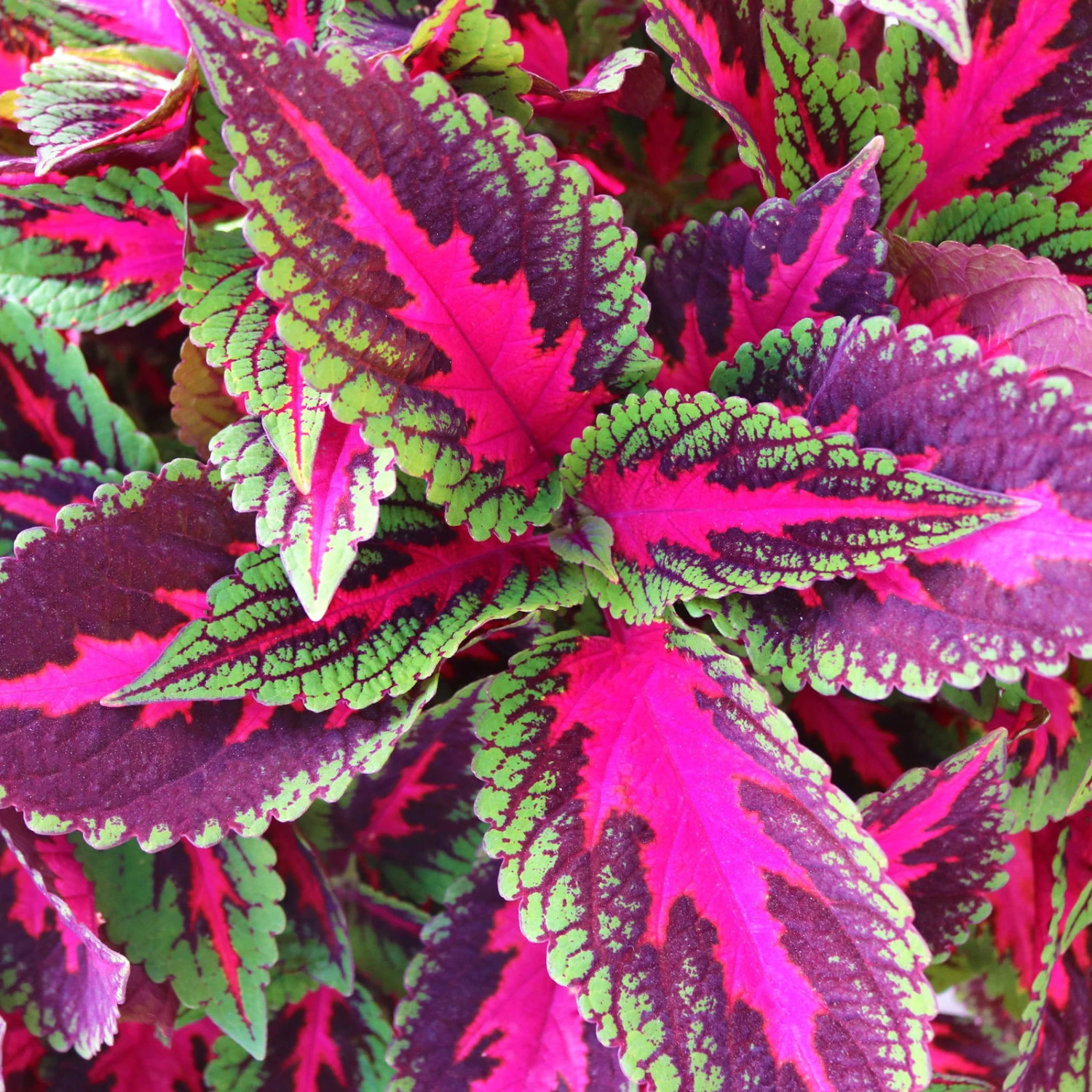 Buntnessel 'Ruby Road' Dunkelviolett-pink-grün, Topf-Ø 12 Cm, 6er-Set 1 Buntnessel 'Ruby Road' Dunkelviolett-pink-grün, Topf-Ø 12 Cm, 6er-Set