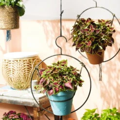 Buntnessel 'Ruby Road' Dunkelviolett-pink-grün, Topf-Ø 12 Cm, 6er-Set 12 Buntnessel 'Ruby Road' Dunkelviolett-pink-grün, Topf-Ø 12 Cm, 6er-Set -Compo Verkaufsgeschäft 0610180250 Solenostemon scut T12 Ruby Road 6er Set WS 3 93222