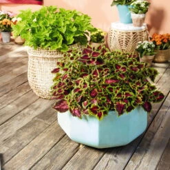 Buntnessel 'Ruby Road' Dunkelviolett-pink-grün, Topf-Ø 12 Cm, 6er-Set 11 Buntnessel 'Ruby Road' Dunkelviolett-pink-grün, Topf-Ø 12 Cm, 6er-Set -Compo Verkaufsgeschäft 0610180250 Solenostemon scut T12 Ruby Road 6er Set WS 4 93219