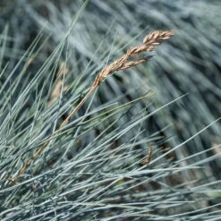 Mixtopf 'Silberstruktur', 3er-Set, Grau-silber, Topf 13 Cm Ø -Compo Verkaufsgeschäft 0610180261 0610180262 Mixtopf Mixschale Silberstruktur Festuca 95077