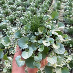 Mixtopf 'Silberstruktur', 3er-Set, Grau-silber, Topf 13 Cm Ø -Compo Verkaufsgeschäft 0610180261 Mixtopf Silberstruktur T12 96317