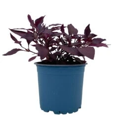 Papageienstrauch 'Little Romance', 6er-Set, Dunkelviolett-rot, Topf 12 Cm Ø 14 Papageienstrauch 'Little Romance', 6er-Set, Dunkelviolett-rot, Topf 12 Cm Ø -Compo Verkaufsgeschäft 0610180265 Alternanthera T12 Little Romance 6er Set 11 95710