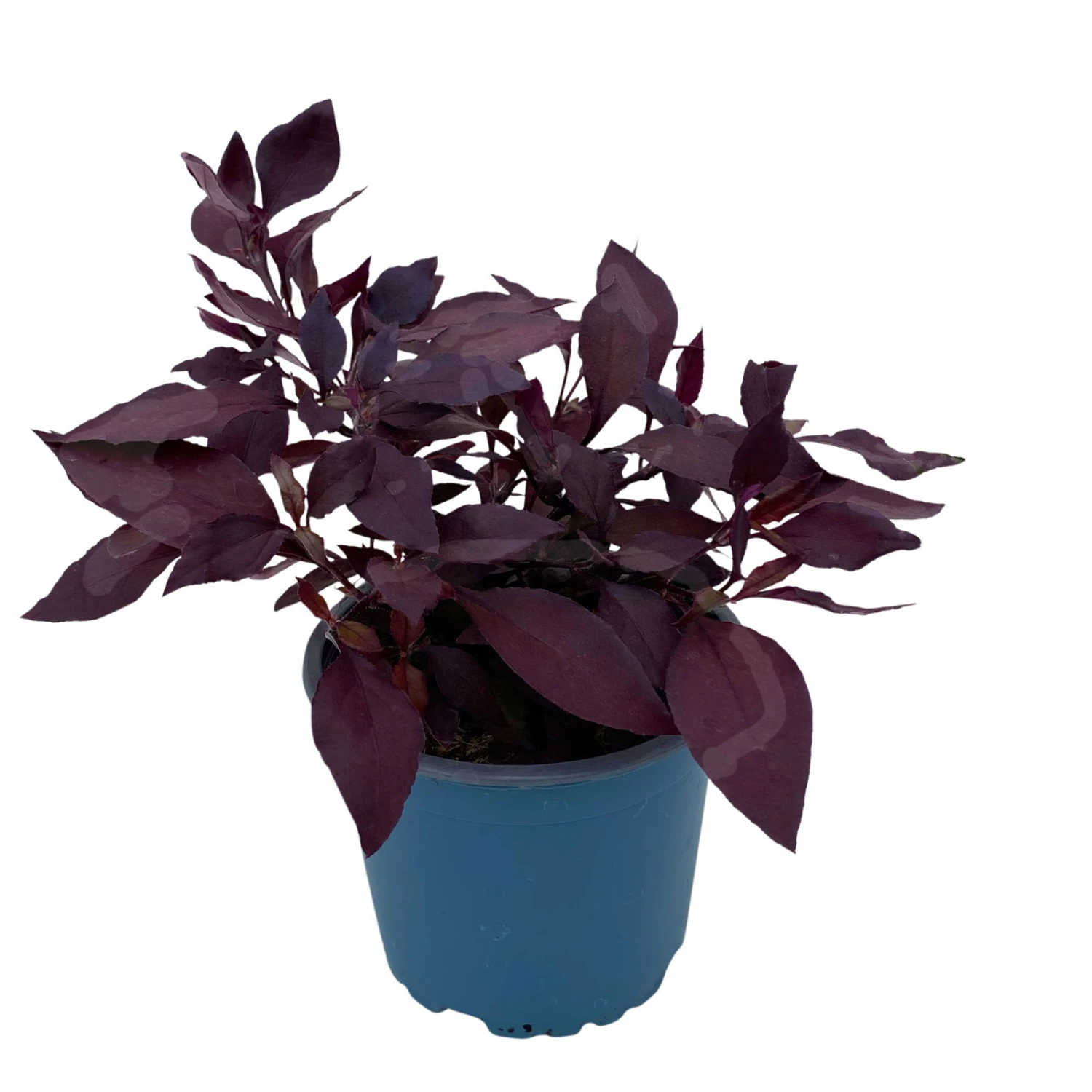 Papageienstrauch 'Little Romance', 6er-Set, Dunkelviolett-rot, Topf 12 Cm Ø 6 Papageienstrauch 'Little Romance', 6er-Set, Dunkelviolett-rot, Topf 12 Cm Ø - Image 6