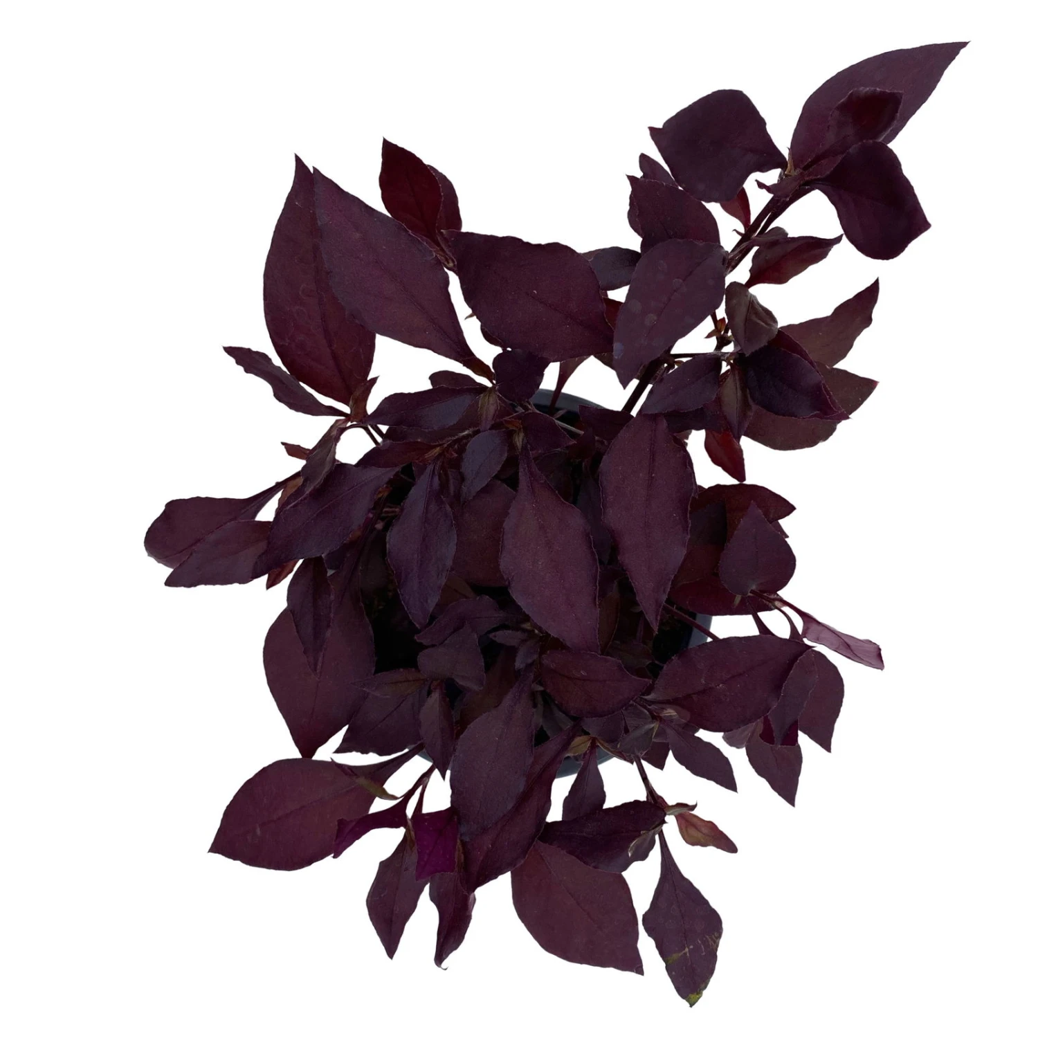 Papageienstrauch 'Little Romance', 6er-Set, Dunkelviolett-rot, Topf 12 Cm Ø 7 Papageienstrauch 'Little Romance', 6er-Set, Dunkelviolett-rot, Topf 12 Cm Ø - Image 7