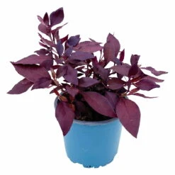 Papageienstrauch 'Little Romance', 6er-Set, Dunkelviolett-rot, Topf 12 Cm Ø 12 Papageienstrauch 'Little Romance', 6er-Set, Dunkelviolett-rot, Topf 12 Cm Ø -Compo Verkaufsgeschäft 0610180265 Alternanthera T12 Little Romance 6er Set 2 95052