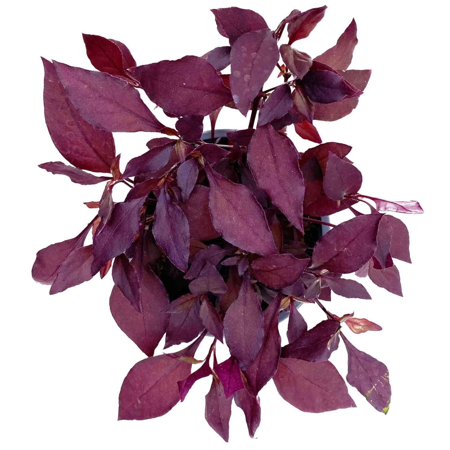 Papageienstrauch 'Little Romance', 6er-Set, Dunkelviolett-rot, Topf 12 Cm Ø 2 Papageienstrauch 'Little Romance', 6er-Set, Dunkelviolett-rot, Topf 12 Cm Ø - Image 2