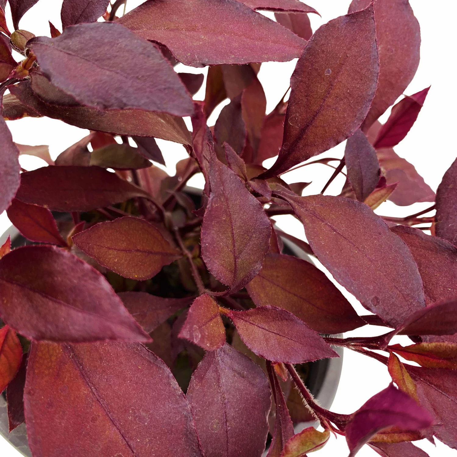 Papageienstrauch 'Little Romance', 6er-Set, Dunkelviolett-rot, Topf 12 Cm Ø 4 Papageienstrauch 'Little Romance', 6er-Set, Dunkelviolett-rot, Topf 12 Cm Ø - Image 4