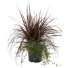Lampenputzergras Mit Calocephalus Und Mühlenbeckia, Topf 23 Cm Ø -Compo Verkaufsgeschäft 0610180267 KB Pennisetum Mixtopf T23 Rubrum Muehlenbeckia Calocephalus WS 2 95862