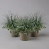 Mixtopf 'Silberstruktur', 3er-Set, Grau-silber, Topf 13 Cm Ø -Compo Verkaufsgeschäft 0610180315 Mixtopf Silberstruktur T1213 Festuca Caloceph Dichondra 3er Set 1 125986