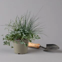 Mixtopf 'Silberstruktur', 3er-Set, Grau-silber, Topf 13 Cm Ø -Compo Verkaufsgeschäft 0610180315 Mixtopf Silberstruktur T1213 Festuca Caloceph Dichondra 3er Set 2 125987