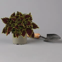 Buntnessel 'Bourbon Street' Dunkelrot-grün, Topf -Ø 12 Cm, 6er-Set 10 Buntnessel 'Bourbon Street' Dunkelrot-grün, Topf -Ø 12 Cm, 6er-Set -Compo Verkaufsgeschäft 0610180337 coleus bourbon street 2 124149