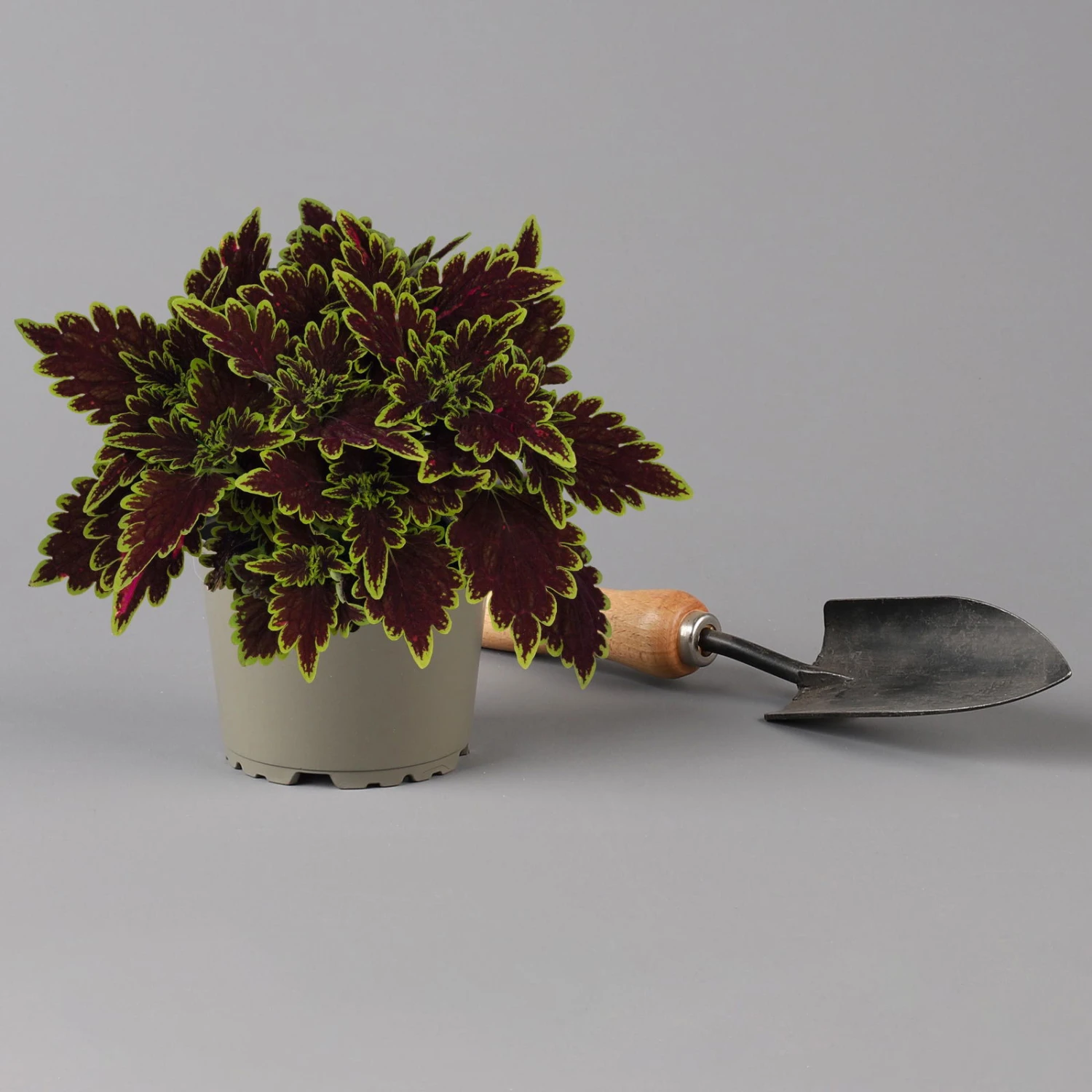 Buntnessel 'Bourbon Street' Dunkelrot-grün, Topf -Ø 12 Cm, 6er-Set 3 Buntnessel 'Bourbon Street' Dunkelrot-grün, Topf -Ø 12 Cm, 6er-Set - Image 3