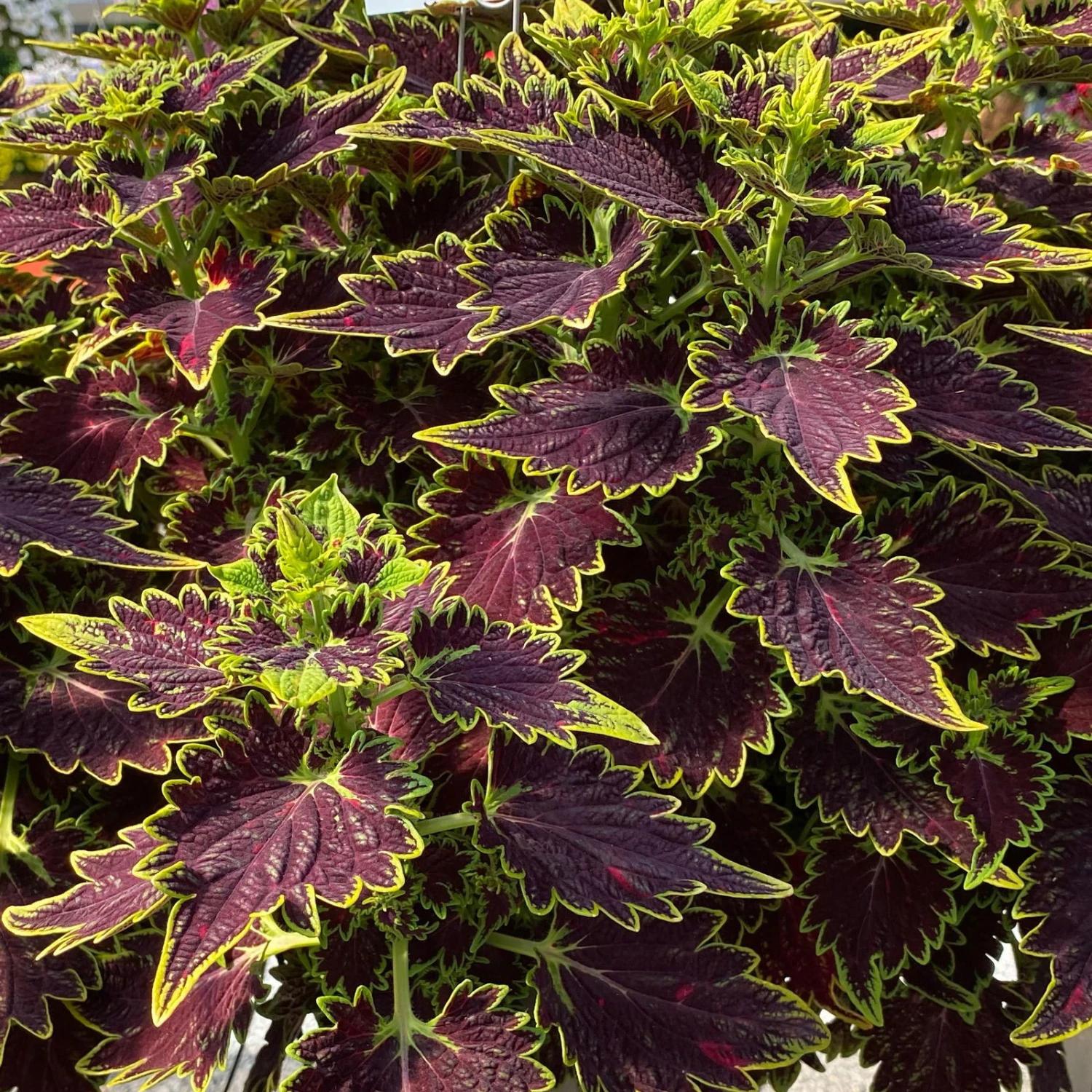 Buntnessel 'Bourbon Street' Dunkelrot-grün, Topf -Ø 12 Cm, 6er-Set 2 Buntnessel 'Bourbon Street' Dunkelrot-grün, Topf -Ø 12 Cm, 6er-Set - Image 2