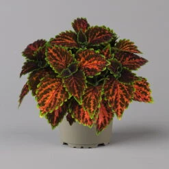 Buntnessel 'Magnificent Mile' Rot-braun-grün, Topf -Ø 12 Cm, 6er-Set -Compo Verkaufsgeschäft 0610180341 coleus magnificent mile 3 124140