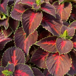 Buntnessel 'Magnificent Mile' Rot-braun-grün, Topf -Ø 12 Cm, 6er-Set -Compo Verkaufsgeschäft 0610180341 coleus magnificent mile 124138