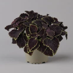 Buntnessel 'Abbey Road' Dunkelrot-grün, Topf-Ø 12 Cm, 6er-Set -Compo Verkaufsgeschäft 0610180342 coleus abbey road 1 124136