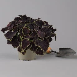 Buntnessel 'Abbey Road' Dunkelrot-grün, Topf-Ø 12 Cm, 6er-Set -Compo Verkaufsgeschäft 0610180342 coleus abbey road 3 124134