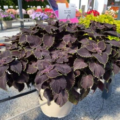 Buntnessel 'Abbey Road' Dunkelrot-grün, Topf-Ø 12 Cm, 6er-Set -Compo Verkaufsgeschäft 0610180342 coleus abbey road 1 124135