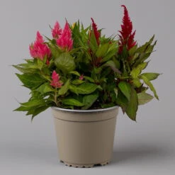 Celosia 'Kelos Fire Karneval' Orange-gelb-rot, Topf-Ø 20 Cm -Compo Verkaufsgeschäft 0610240048 Celosia Kelos Fire T20 Karneval H35 1 125437