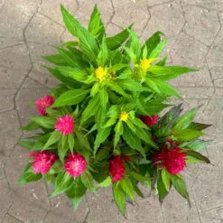 Celosia 'Kelos Fire Karneval' Orange-gelb-rot, Topf-Ø 20 Cm -Compo Verkaufsgeschäft 0610240048 Celosia Kelos Fire T20 Karneval H35 10 125400