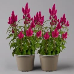 Federbusch 'Deep Purple' Lila, Topf-Ø 17 Cm, 2er-Set -Compo Verkaufsgeschäft 0610240063 Celosia argentea T17 Deep Purple 2er Set 1 125396