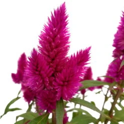 Federbusch 'Deep Purple' Lila, Topf-Ø 17 Cm, 2er-Set -Compo Verkaufsgeschäft 0610240063 Celosia argentea T17 Deep Purple 2er Set 2 125398