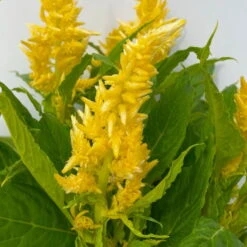 Celosia 'Kelos Fire Yellow' Gelb. Topf-Ø 17 Cm, 2er-Set -Compo Verkaufsgeschäft 0610240072 Celosia argentea T12 6er Set gelb Kelos Fire Yellow 4 113289