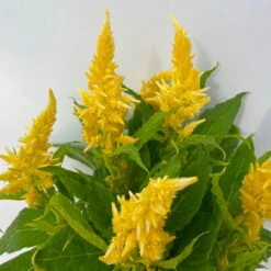 Celosia 'Kelos Fire Yellow' Gelb. Topf-Ø 17 Cm, 2er-Set -Compo Verkaufsgeschäft 0610240072 Celosia argentea T12 6er Set gelb Kelos Fire Yellow 5 113290