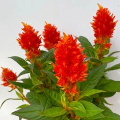 Pflanzenset 'Spätsommer-Gold' Gelb-orange, Topf-Ø 12 Cm, 4er-Set -Compo Verkaufsgeschäft 0610240075 Celosia argentea T12 6er Set orange Kelos Fire Orange 5 113296