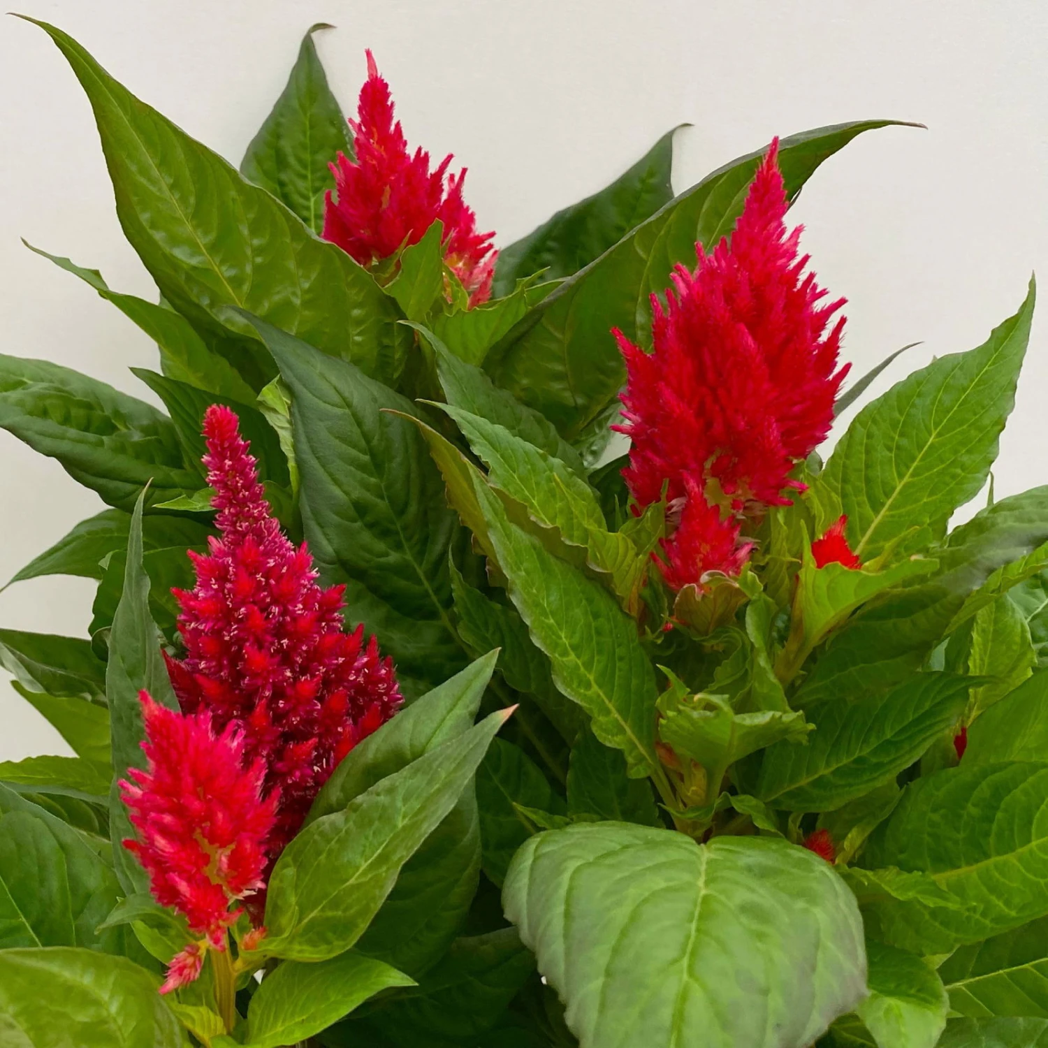 Celosia 'Kelos Fire Scarlet' Rot, Topf-Ø 17 Cm, 2er-Set 4 Celosia 'Kelos Fire Scarlet' Rot, Topf-Ø 17 Cm, 2er-Set - Image 4