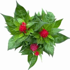 Celosia 'Kelos Fire Scarlet' Rot, Topf-Ø 17 Cm, 2er-Set 9 Celosia 'Kelos Fire Scarlet' Rot, Topf-Ø 17 Cm, 2er-Set -Compo Verkaufsgeschäft 0610240079 Celosia argentea T17 2er Set dunkelrot Kelos Fire Scarlet 12 113669