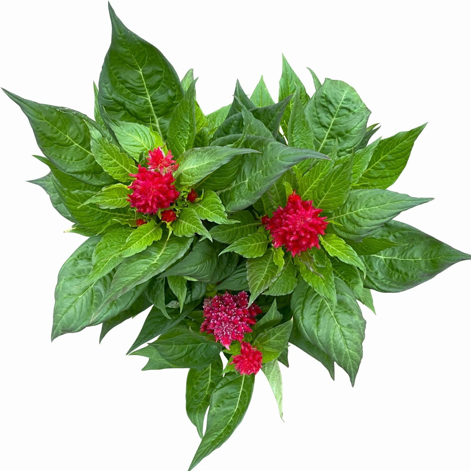 Celosia 'Kelos Fire Scarlet' Rot, Topf-Ø 17 Cm, 2er-Set 3 Celosia 'Kelos Fire Scarlet' Rot, Topf-Ø 17 Cm, 2er-Set - Image 3