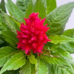 Celosia 'Kelos Fire Scarlet' Rot, Topf-Ø 17 Cm, 2er-Set 11 Celosia 'Kelos Fire Scarlet' Rot, Topf-Ø 17 Cm, 2er-Set -Compo Verkaufsgeschäft 0610240079 Celosia argentea T17 2er Set dunkelrot Kelos Fire Scarlet 3 113577