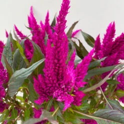Celosia 'Javelin' Lila, Topf-Ø 14 Cm, 4er-Set -Compo Verkaufsgeschäft 0610240082 Celosia T14 lila Javelin 4er Set 3 113303